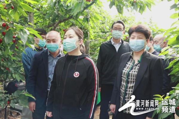 山西运城见闻：“文化+网络”销售模式带活绛县樱桃产业  