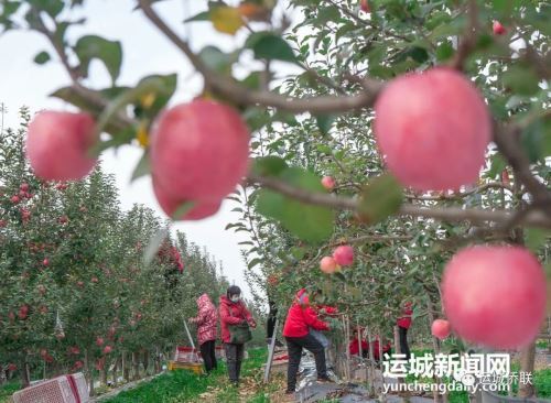 我的运城｜万荣：苹果大丰收 果农笑开颜