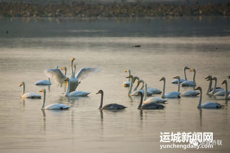 山西运城｜火烈鸟盐湖舞翩跹  