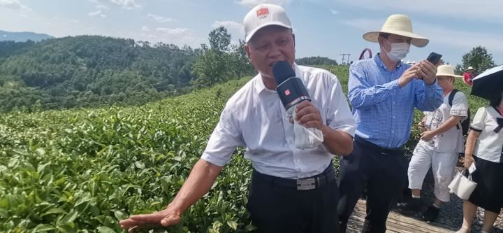 走进平利县老县镇蒋家坪村茶园聆听老支书罗显平的介绍，见证脱贫致富故事