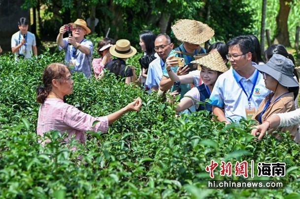 民企奋进自贸港 | 郑丽娟：让五指山红茶再“出海”