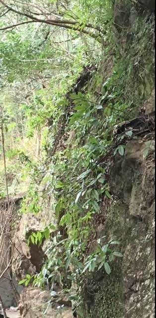 《6300年前的史前人类与高淳土语》